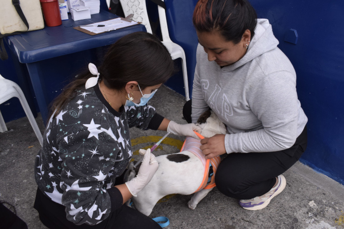 jornada masiva de vacunación antirrábica para perros y gatos en las 12 comunas y los 17 corregimientos de Pasto totalmente gratuita