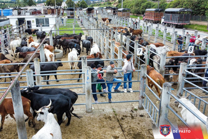 Este lunes 9 de marzo se reabre la Feria de Ganado de Pasto