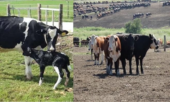 Capacitación de identificación de ganado bovino