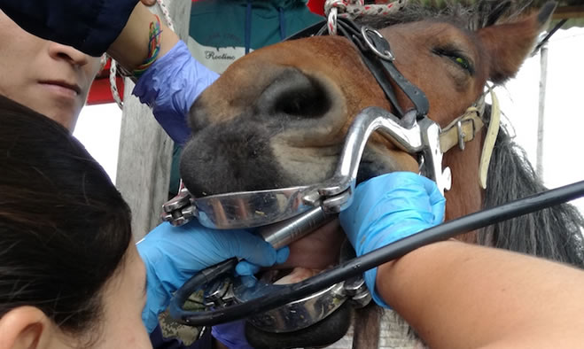 Rehabilitación médica a equinos, proyecto de Sustitución de Vehículos de Tracción Animal
